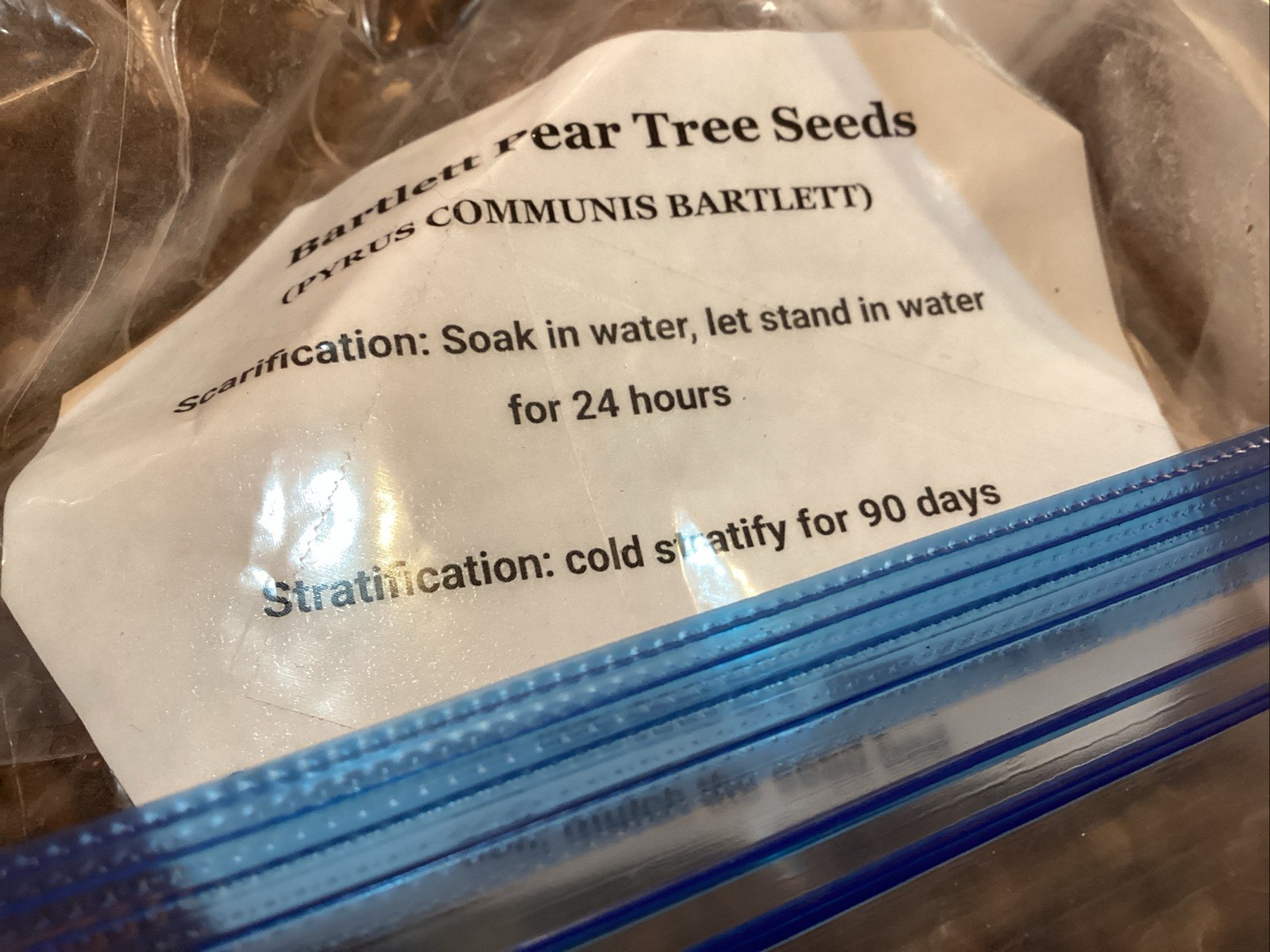 Bartlett Pear Tree Seeds (PYRUS COMMUNIS BARTLETT)