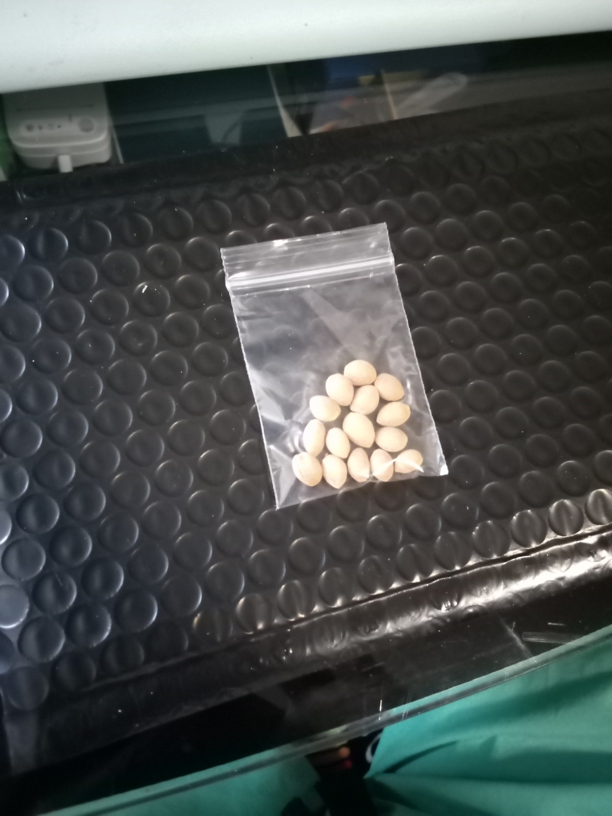 15 Nanking Bush Cherry Seeds.