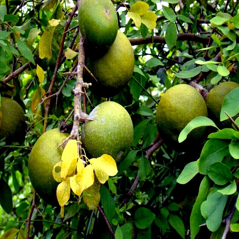 10 Bael Fruit Tree Seeds (Aegle marmelos) Bengal Quince Stone Apple Plant RARE!