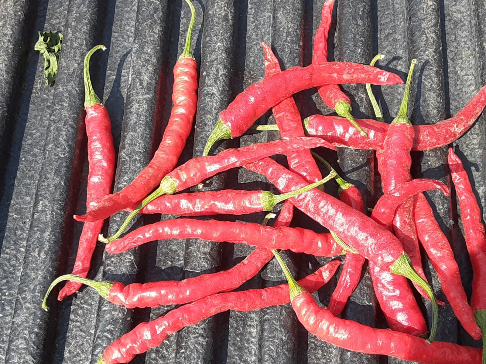 “Motown Magic” Hot Chili Pepper Seeds x30 MIX – Michigan Grown! Organic, Non-GMO