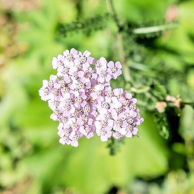 COLORADO YARROW Seeds *FREE Shipping!* Achillea Millefolium Pink Yarrow Herb