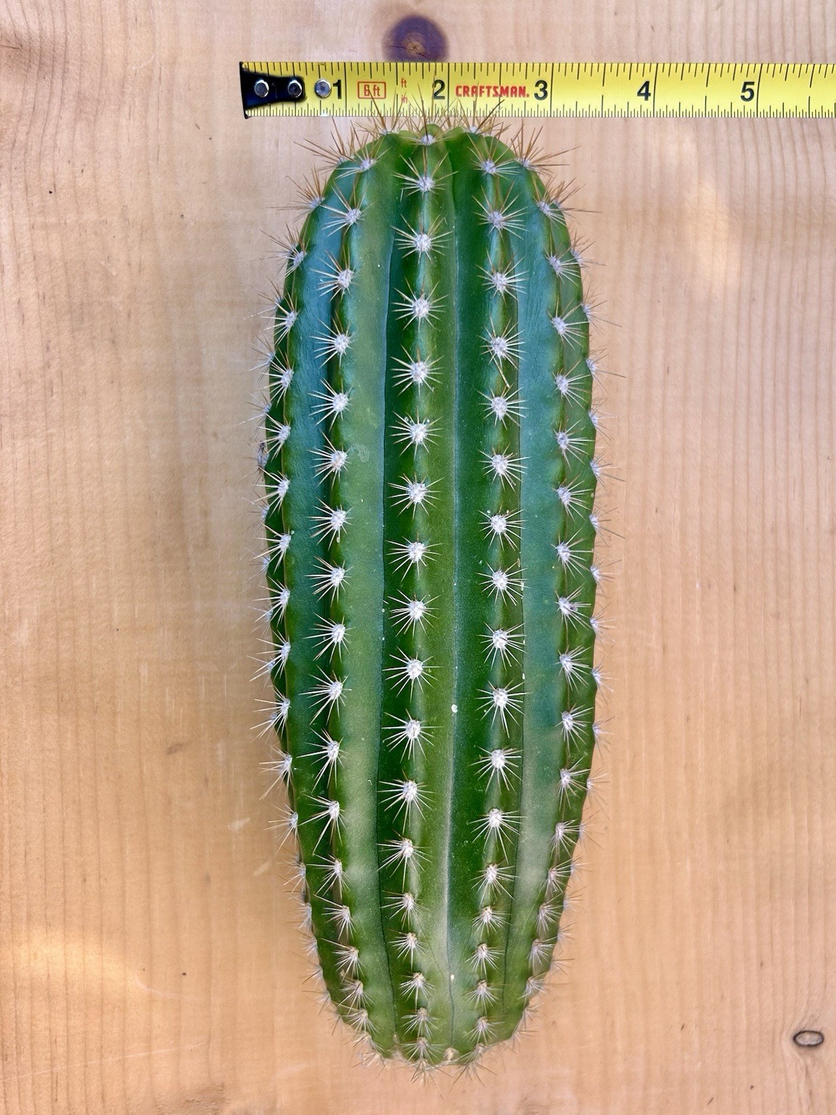 9 Inch Echinopsis Hybrid ‘Flying Saucer’ Cutting Fully Cured Ready To Plant #2