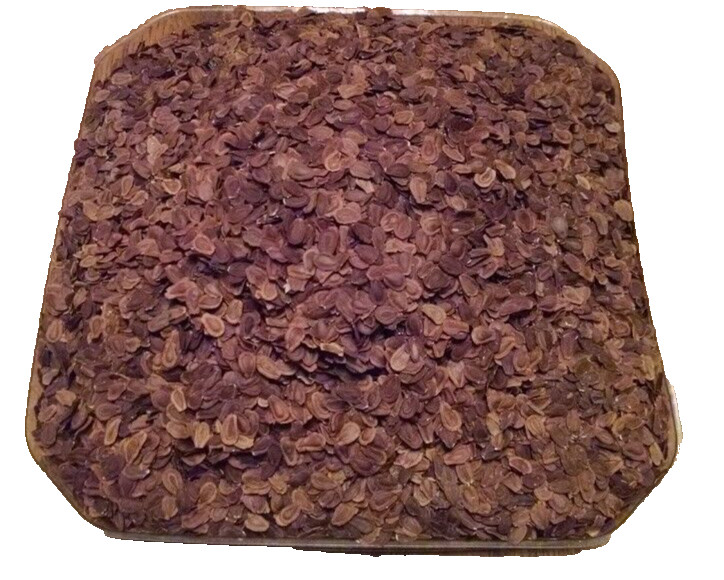 10 oz (31k+) Common Milkweed Seeds (Asclepias syriaca), Organically Grown in PA