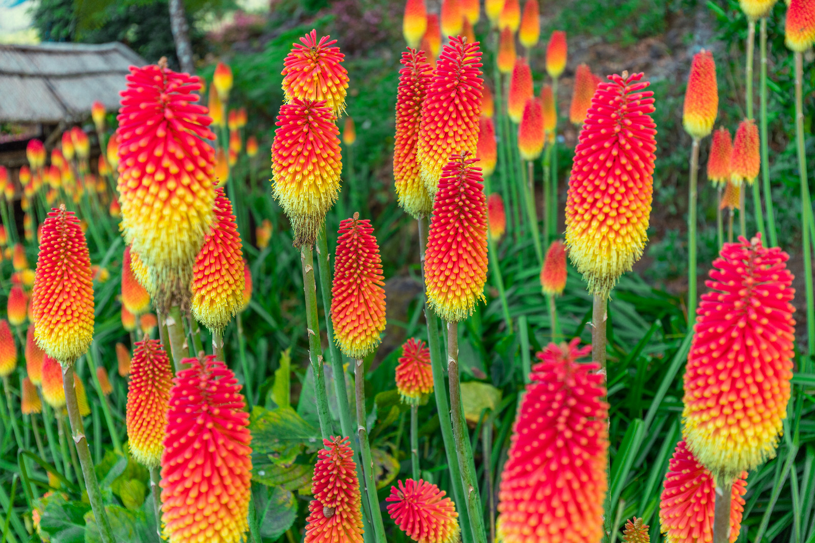RED HOT POKER 100 SEEDS, ORANGE AND YELLOW FLOWERS. KNIPHOPHIA, TORCH LILY