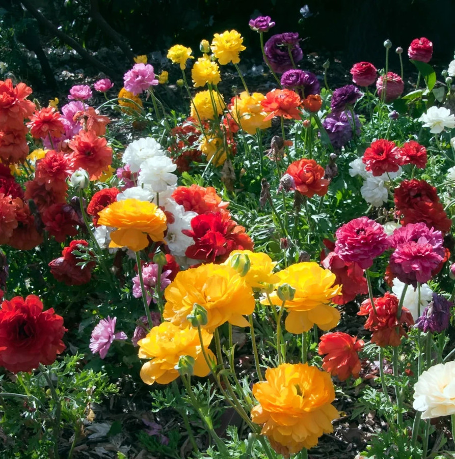 Ranunculus Flower Bulbs 25 Mix Colors Corms Peony Rose Buttercup Spring Flowers