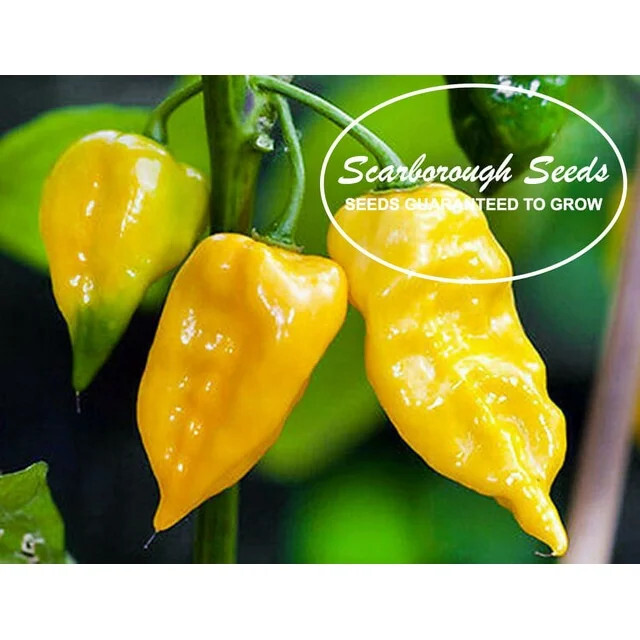 SCARBOROUGH SEEDS Habanero Lemon Hot Pepper 100 Seeds NON-GMO