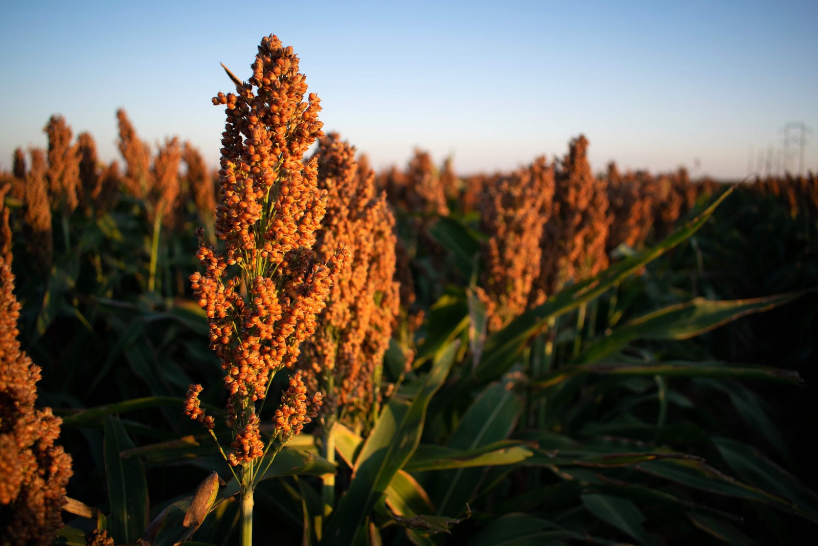 100 DALE SORGHUM Bicolor Syrup Flour Grain Vegetable Seeds