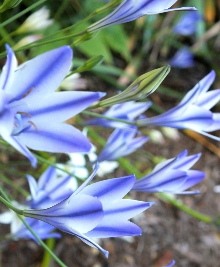 BICOLOR TRIPLET LILY FLOWER BULBS ~BRODIAEA ‘RUDY’~ LATE SPRING/SUMMER BLOOMS!!