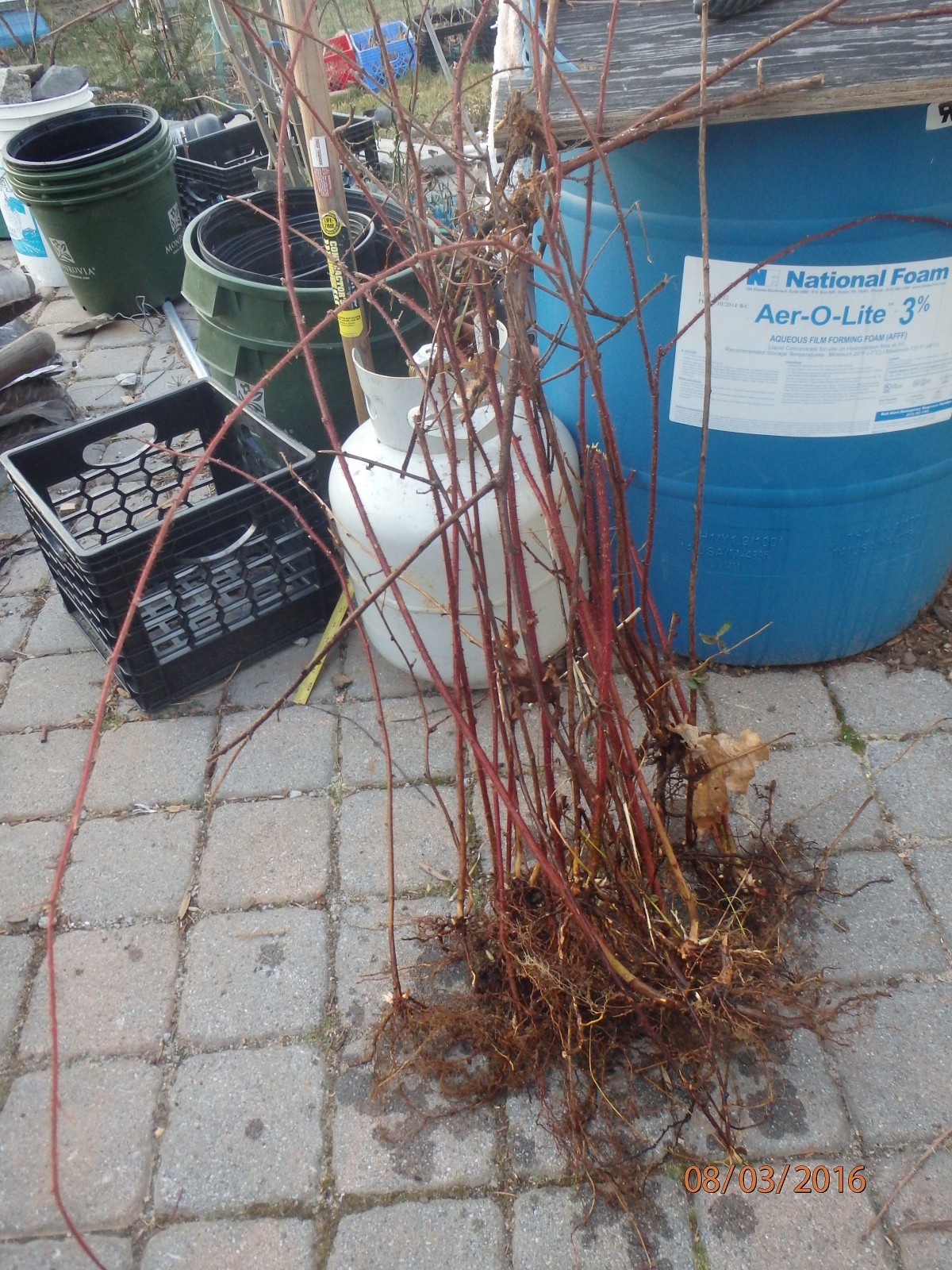 Wineberry ! Rubus phoenicolasius. Live plants, roots wrapped in wet, no leaves