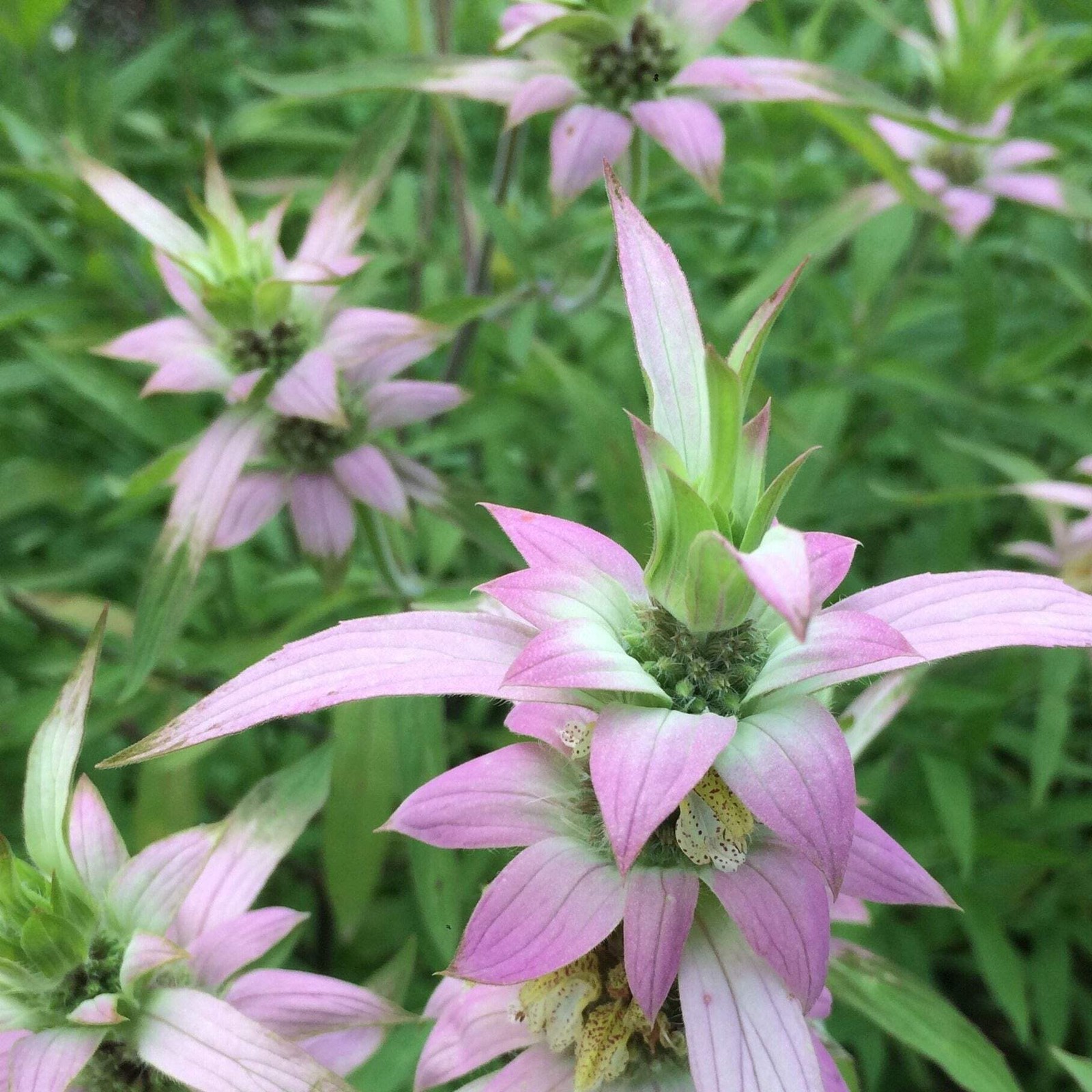 Spotted Bee Balm Seeds (Monarda punctata) ~Native Wildflower Pollinator Garden