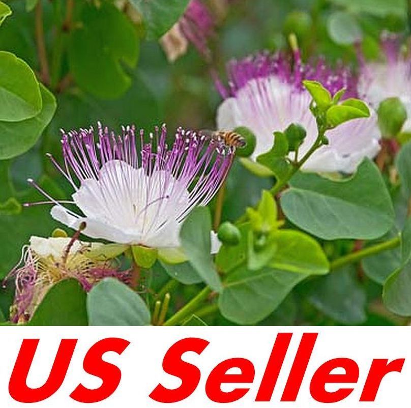 Caper Bush Seeds G87, 20 Seeds, Capparis Spinosa Seeds