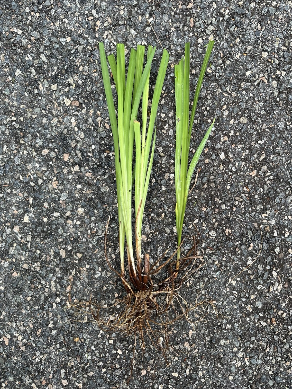 5 Siberian Iris Rhizomes White Siberian Iris Plants Bulbs Rhizomes With Foliage