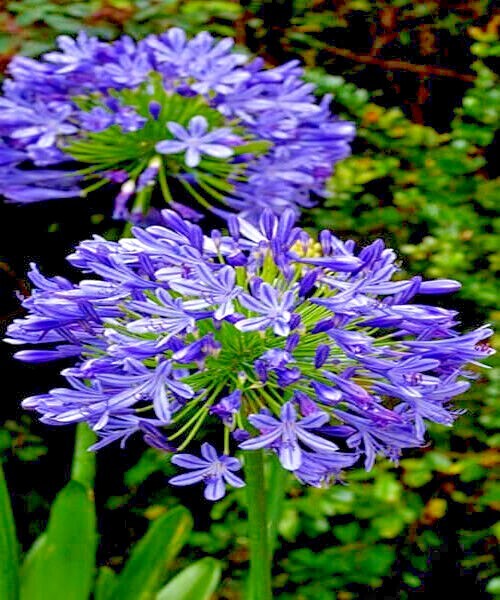 25 Dwarf Blue Lily of The Nile Flower Seeds Agapanthus “Peter Pan” House Plant