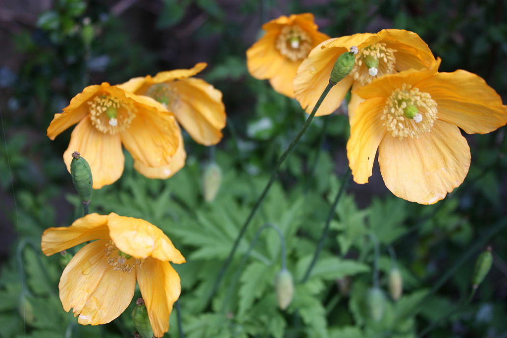 WELSH POPPY, 154+ SEEDS, ORANGE OR YELLOW FLOWERS BLOOMING IN SHADE, USA SELLER