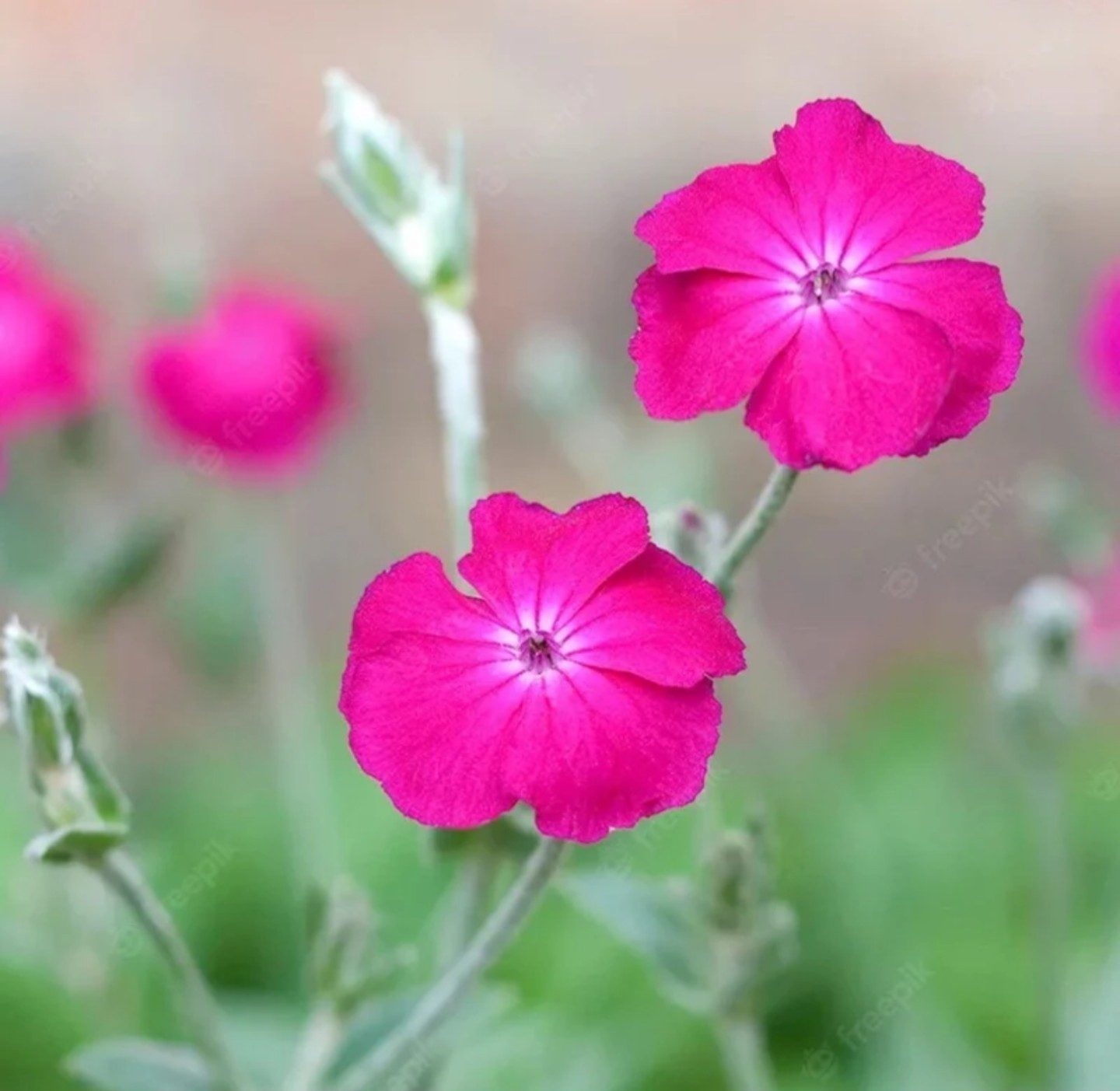 Heirloom Pink Rose Campion Seeds, 200+ seeds