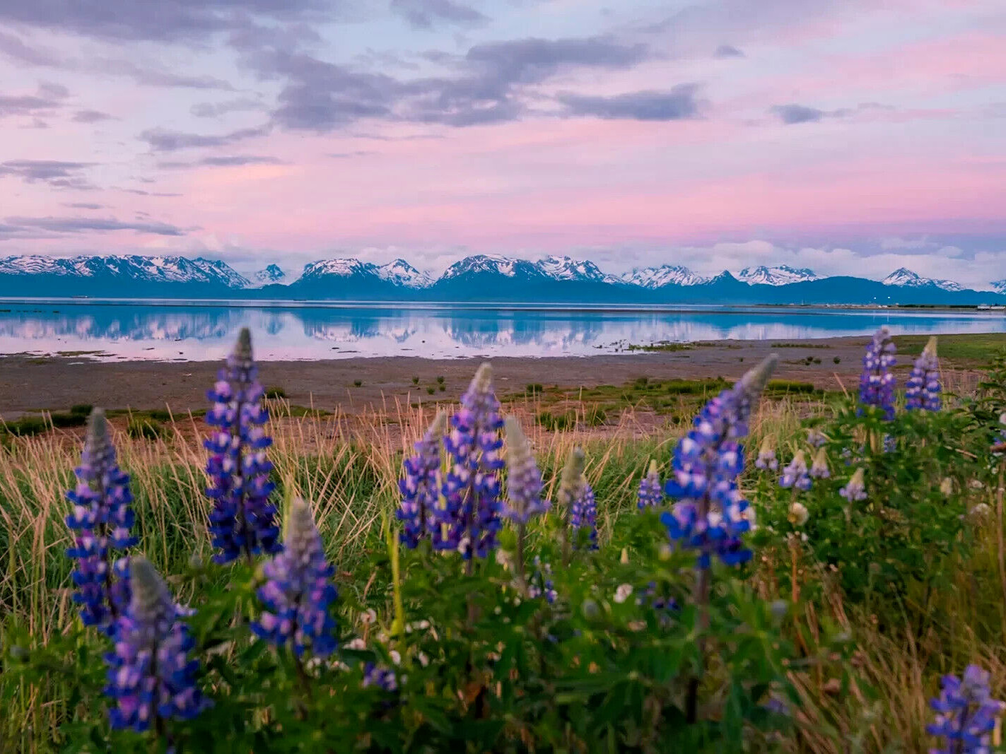 Alaska Arctic Lupine Flower Seeds from the Pristine Denali Area – 200+ Seeds
