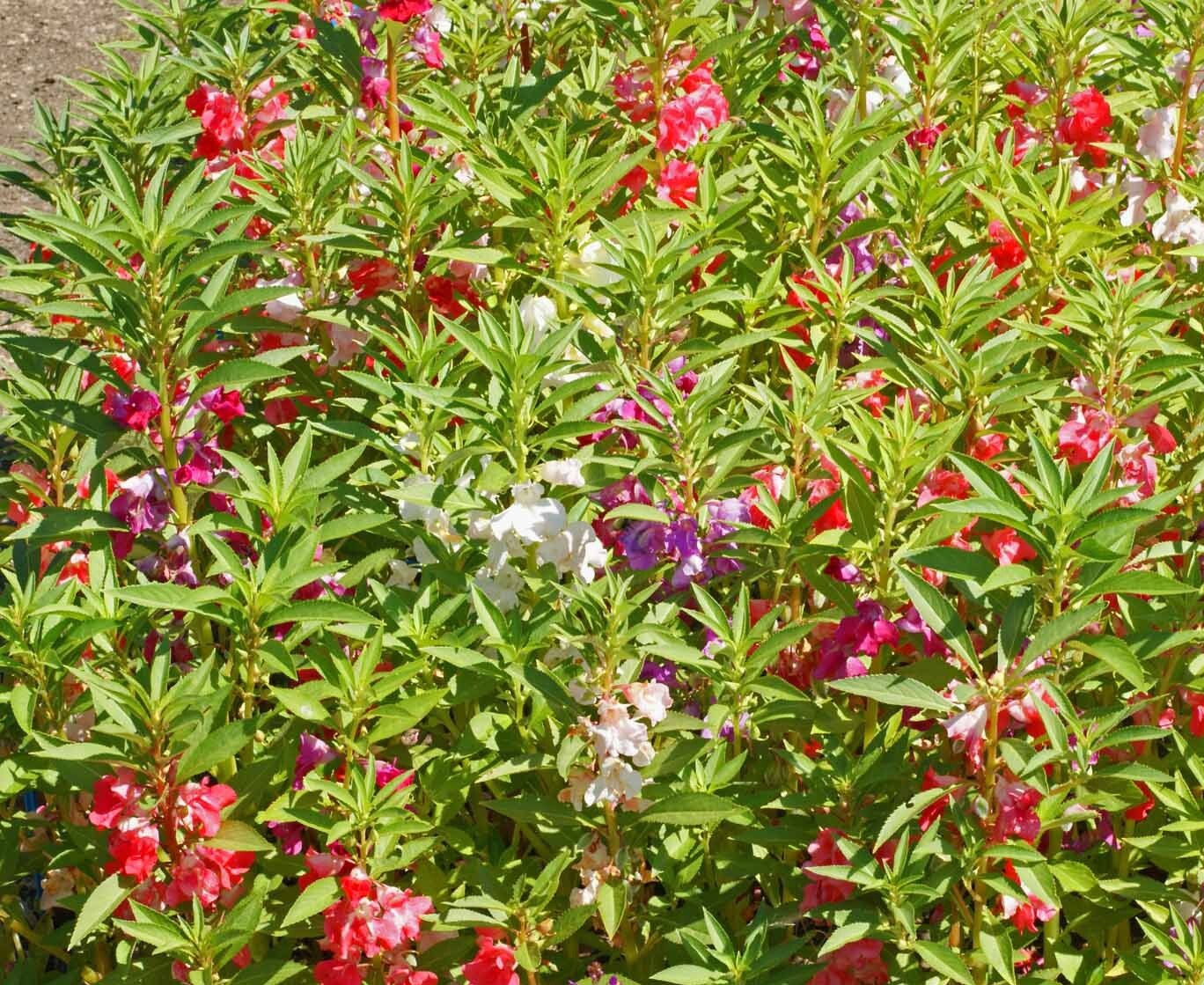 Balsam CAMELLIA FLOWERED Mix Impatiens Double Blooms PartShade Non-GMO 200 Seeds