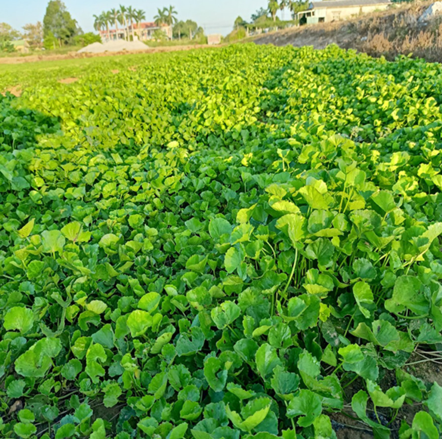 Gotu Kola Seeds 1g – Centella Asiatica – Pennywort – Rau Má Lá To – Asian Herb