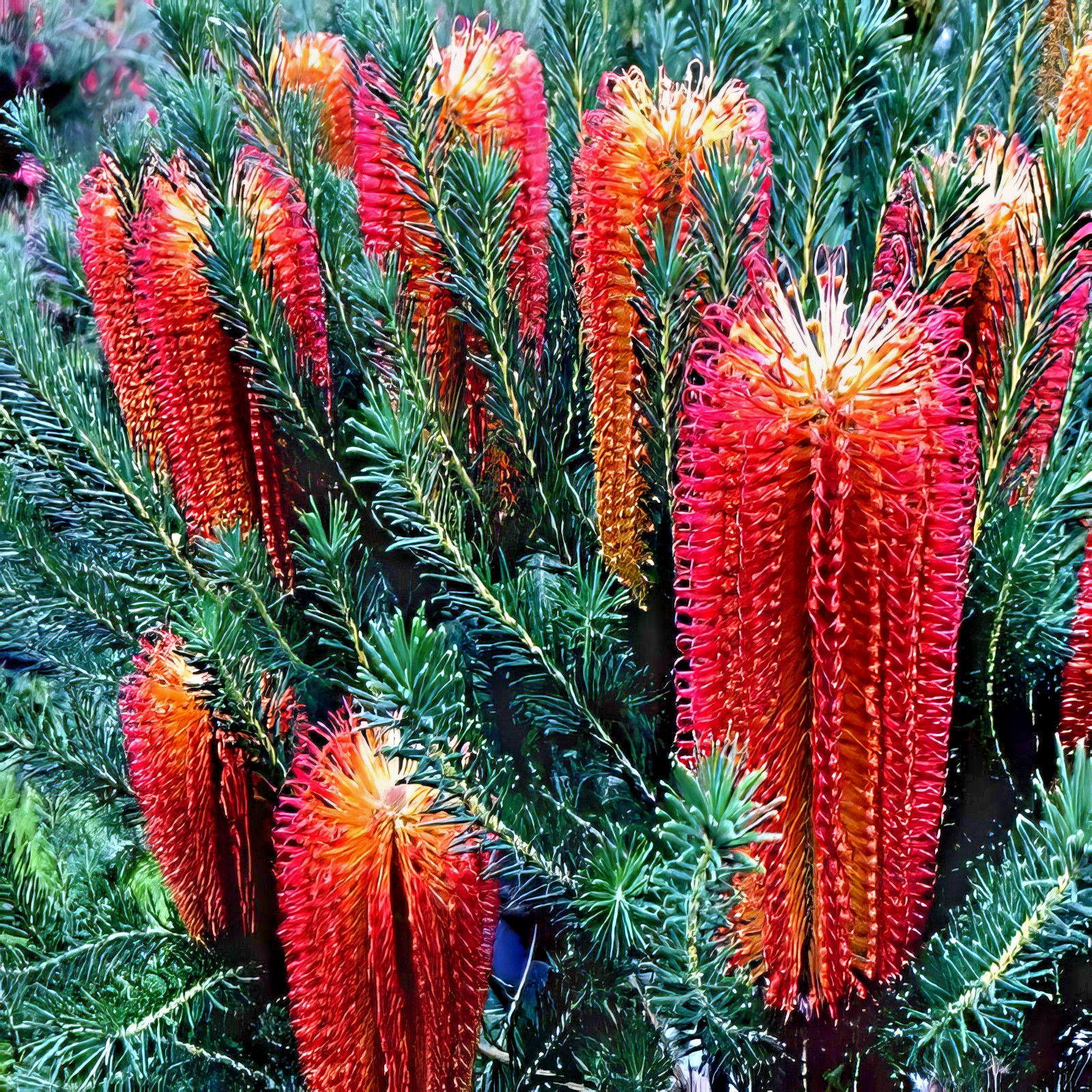 Lantern Banksia Tree Seeds “Fireworks” Exotic Flowering House Plant RARE