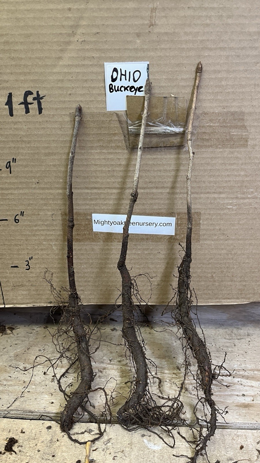 6-12” tall Ohio Buckeye (Aesculus glabra) 1-2 year old tree, bare root plant