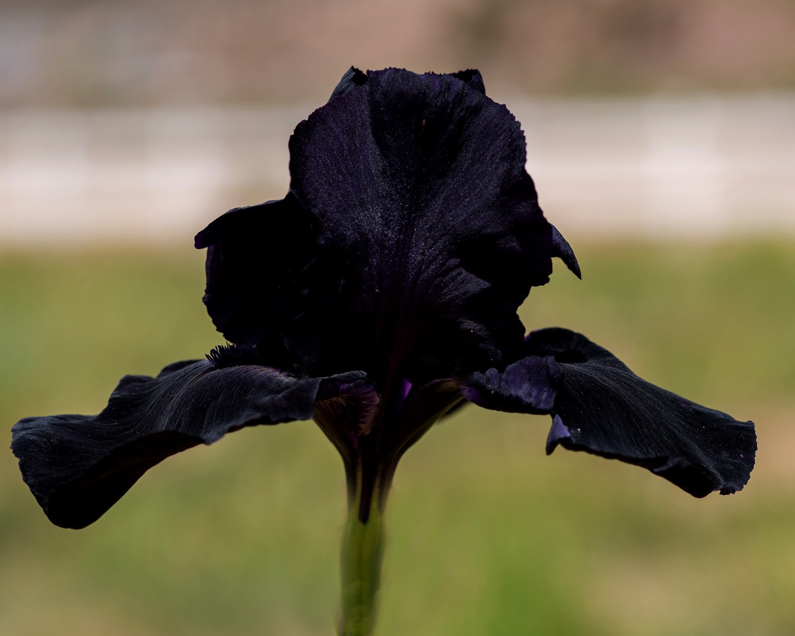 ** HELLO DARKNESS ** Tall Bearded Iris. BLACK, Combined Shipping: Jul – Sep