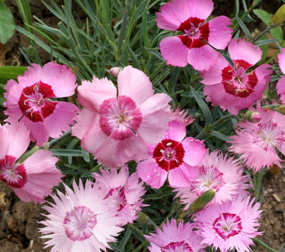 1oz Dianthus Cottage Pinks Mixed Flower Seeds Dianthus plumarius (23,000 Seeds)