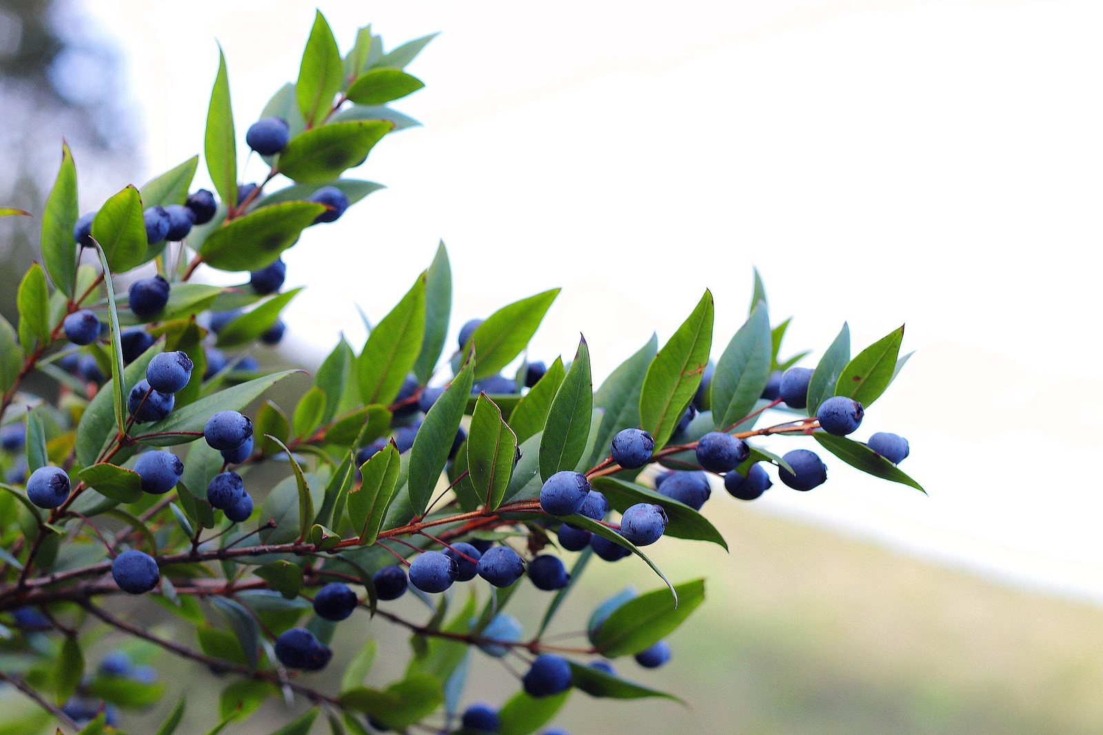 20 TRUE MYRTLE Myrtus Communis White Flower Edible Blue Berry Fruit Shrub Seeds