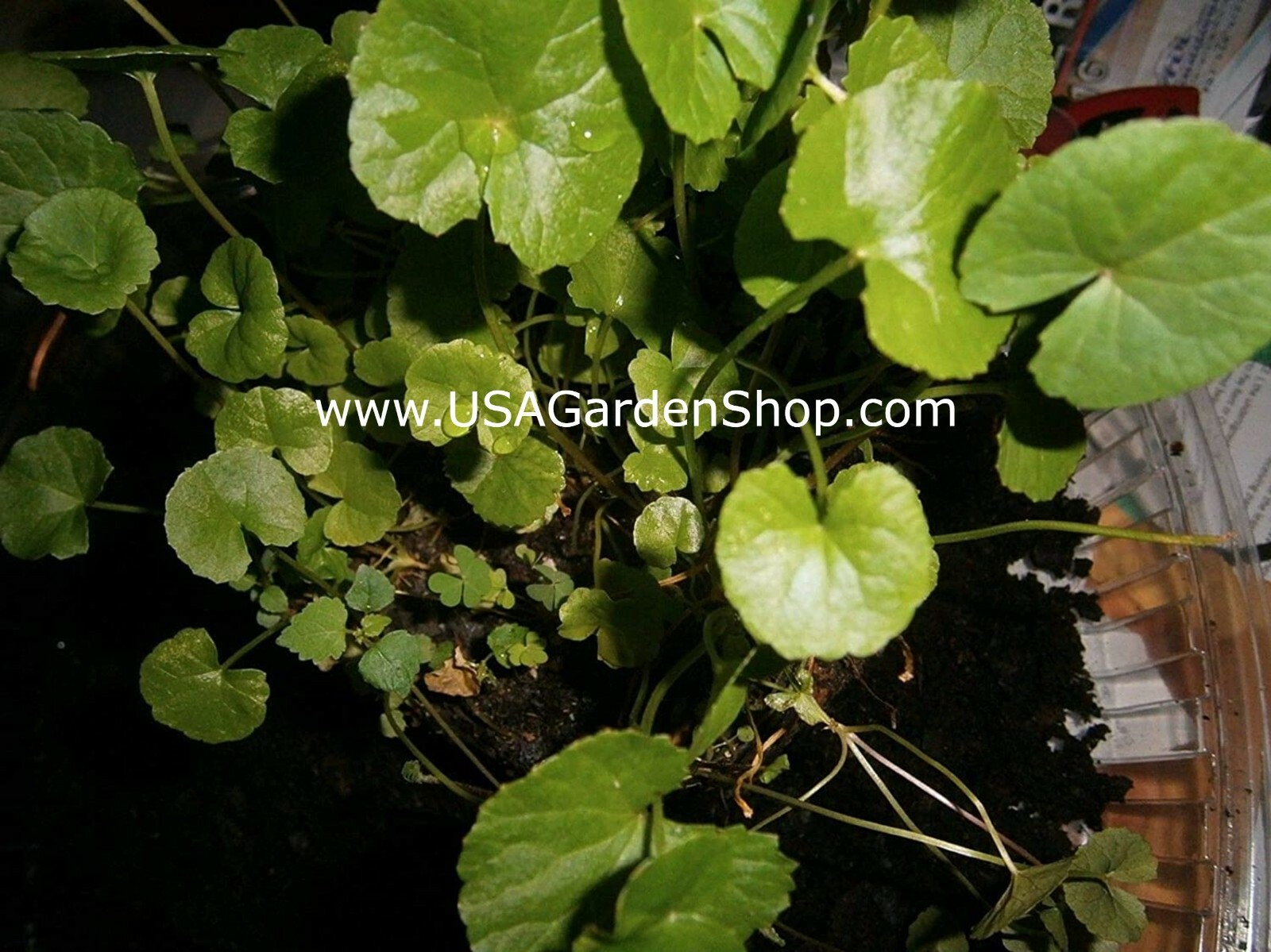 Rau Má Pennywort Gotu Kola Centella Asiatica Ji Xue Cao Bua BoK herbal 3x Plant