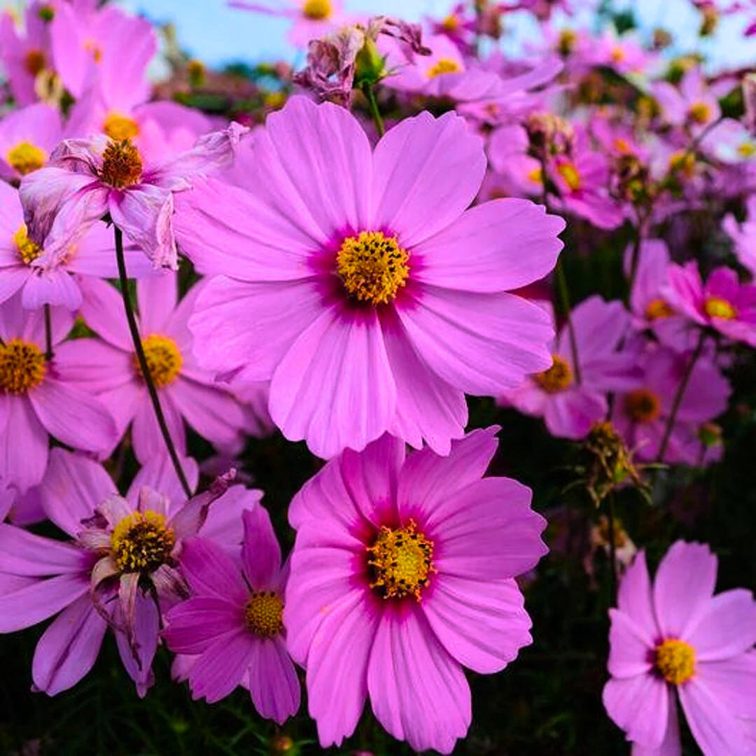 Fresh Beautiful Cosmos Seeds | Radiance | Heirloom Non-GMO | Flower Seeds