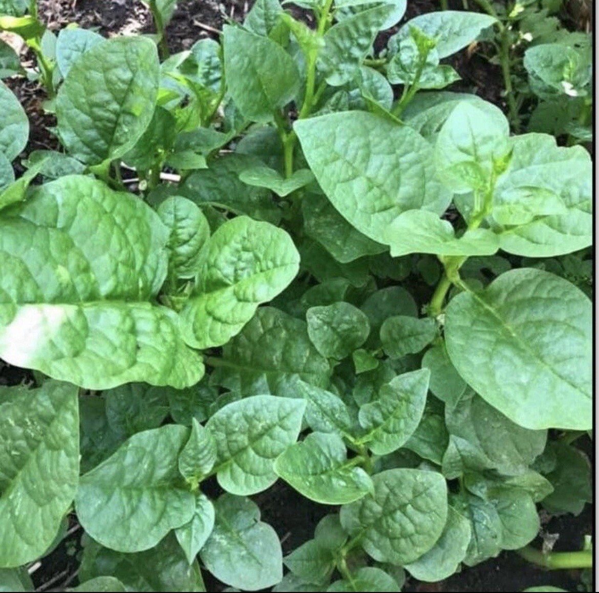 30+ Seeds Organic Green Malabar Spinach Mồng Tơi FREE GREEN ROUND EGGPLANT SEEDS
