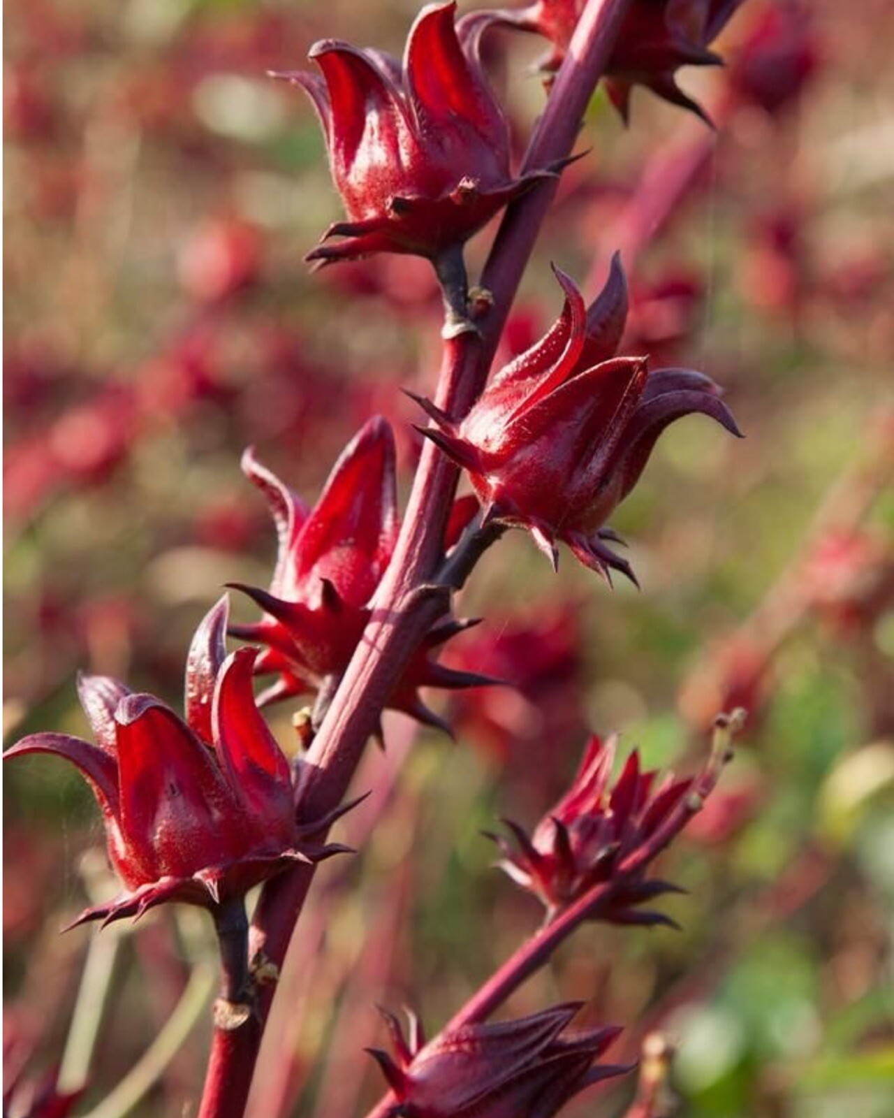 Fresh Organic Hibiscus Seeds/Roselle/Red Sorrel/Jamaican Sorrel…30 seeds