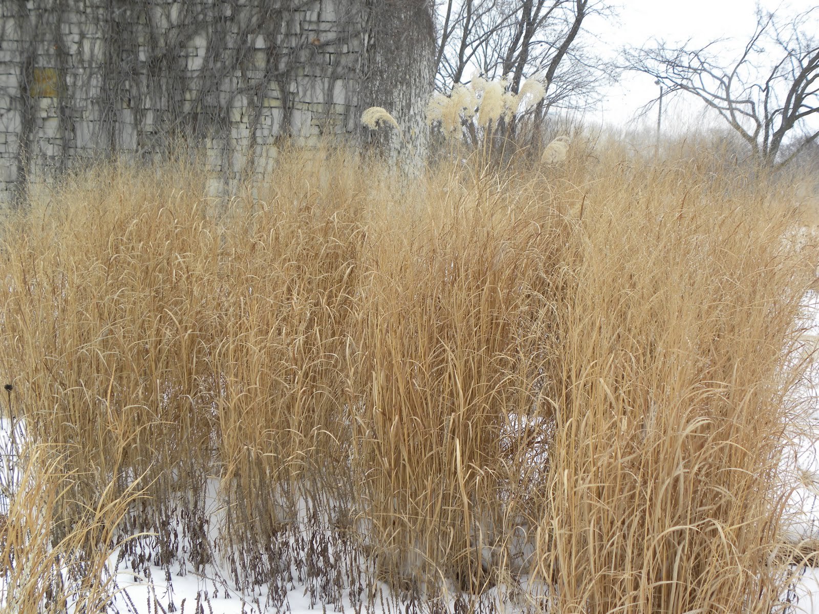 1001+SWITCHGRASS Seeds Native Tall Grass Prairie Ornamental Perennial Fast Easy