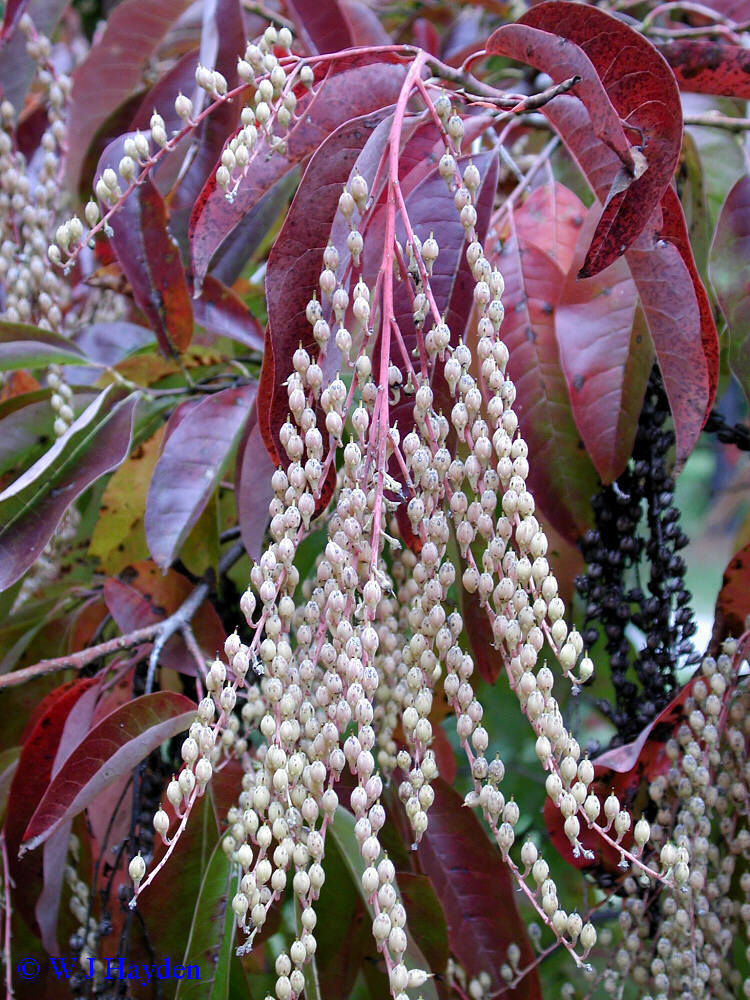 Lily of the Valley Tree, Oxydendrum arboreum, Seeds (Fall Color, Fragrant)