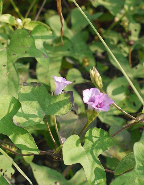 Ipomoea triloba | Little Bell or Aiea Morning Glory | 10 Seeds