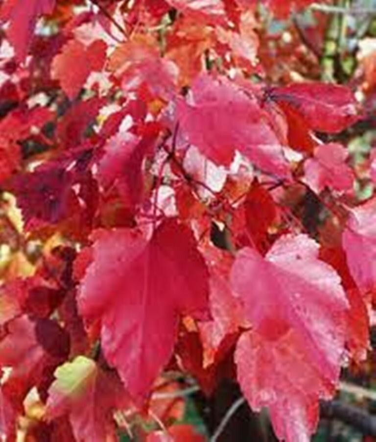 50 TREE SEEDS: Red Maple (Acer rubrum) | USA SELLER – Hand picked April 2025