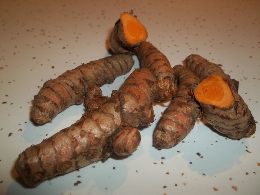 8 live Turmeric (Curcuma Longa) roots to plant or eat, USA seller