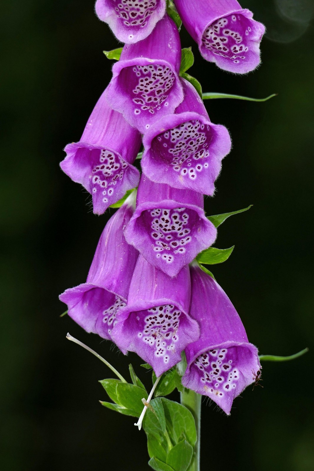 100 Purple Foxglove Flower Seeds
