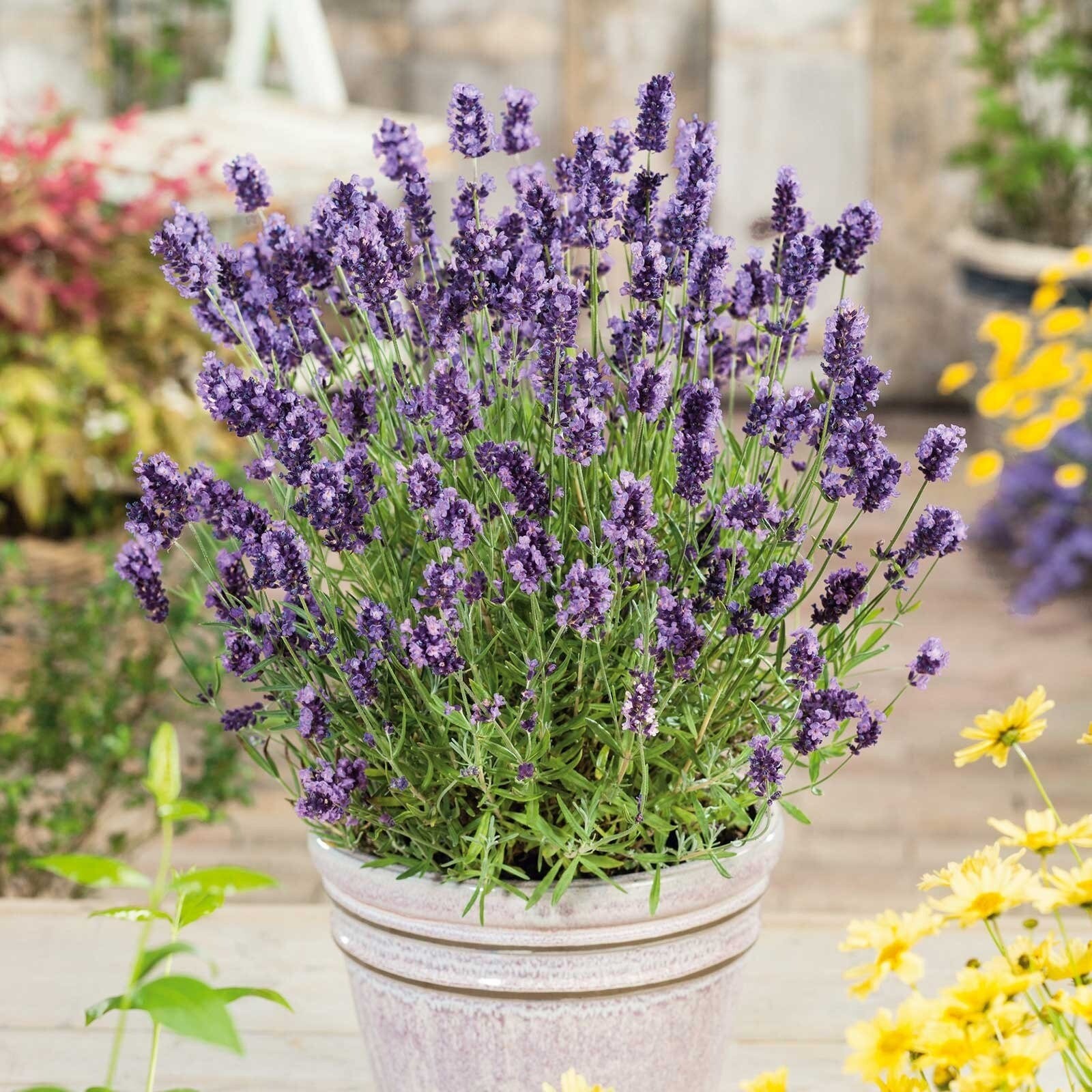 English Lavender Sweet Aromatic Flower True Lavender Heirloom Seeds – 100+