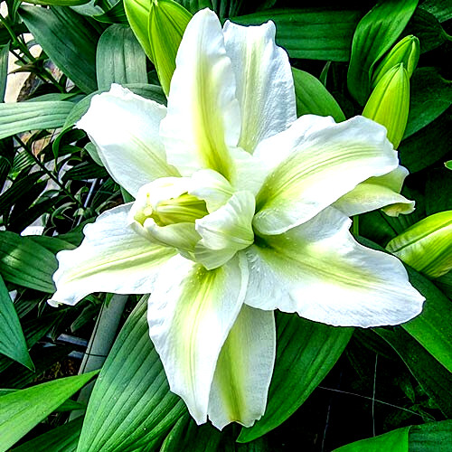 Lily Flower Bulbs 4 Rose Lilys Mixed Flowers Roselily Butterfly Garden Plants