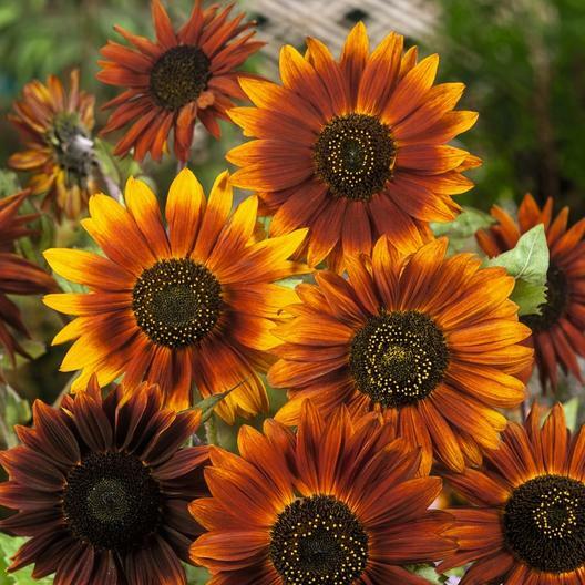 Sunflower EARTHWALKER 90″ Tall Warm Earthy Tones Pollinators Non-GMO 100 Seeds!