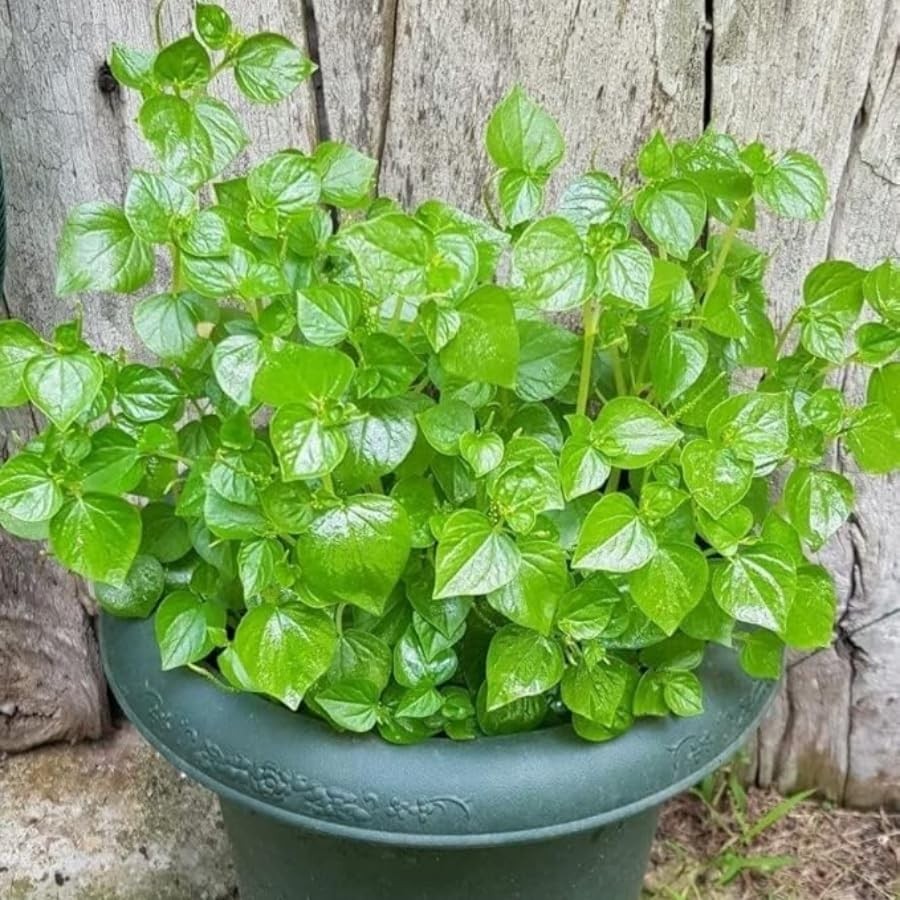 Crab Claw Seeds 5000pcs Rau Cang Cua Herb Peperomia Pellucida Pansit Pansit…