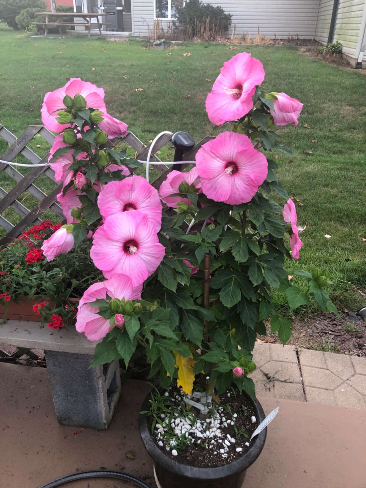 20 LARGE FLOWER “AIRBRUSH” ROSE MALLOW HIBISCUS SEEDS (ZONE 4-9)