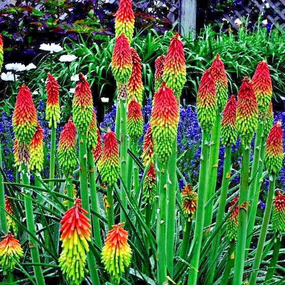 20 “RARE DWARF” FIRE DANCE Torch Lily Flower Seeds Kniphofia hirsuta Hardy Plant