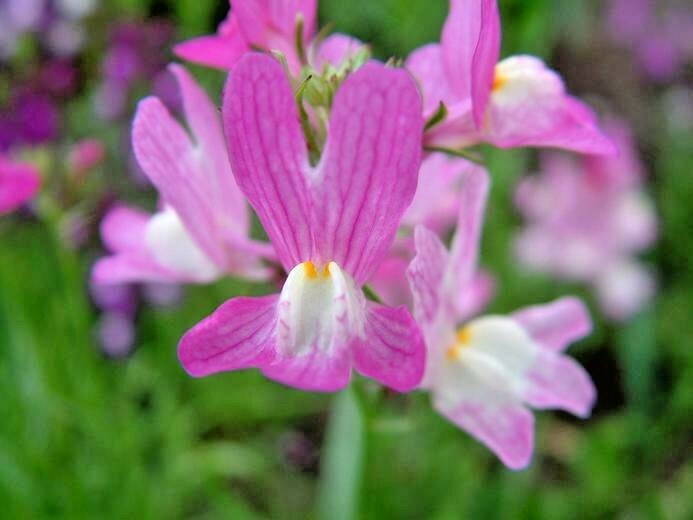 2001+SNAPDRAGON Northern Lights Mix Seeds Container Spring Fall Flower Garden
