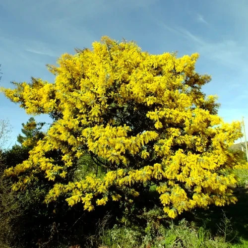 Acacia Baileyana v. Purpurea Tree Seeds “Purple Fern Leaf Mimosa” Yellow Flower