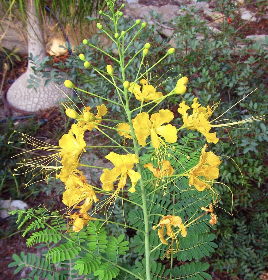 10 seeds Yellow Caesalpinia Pulcherrima PRIDE OF BARBADOS BIRD OF PARADISE
