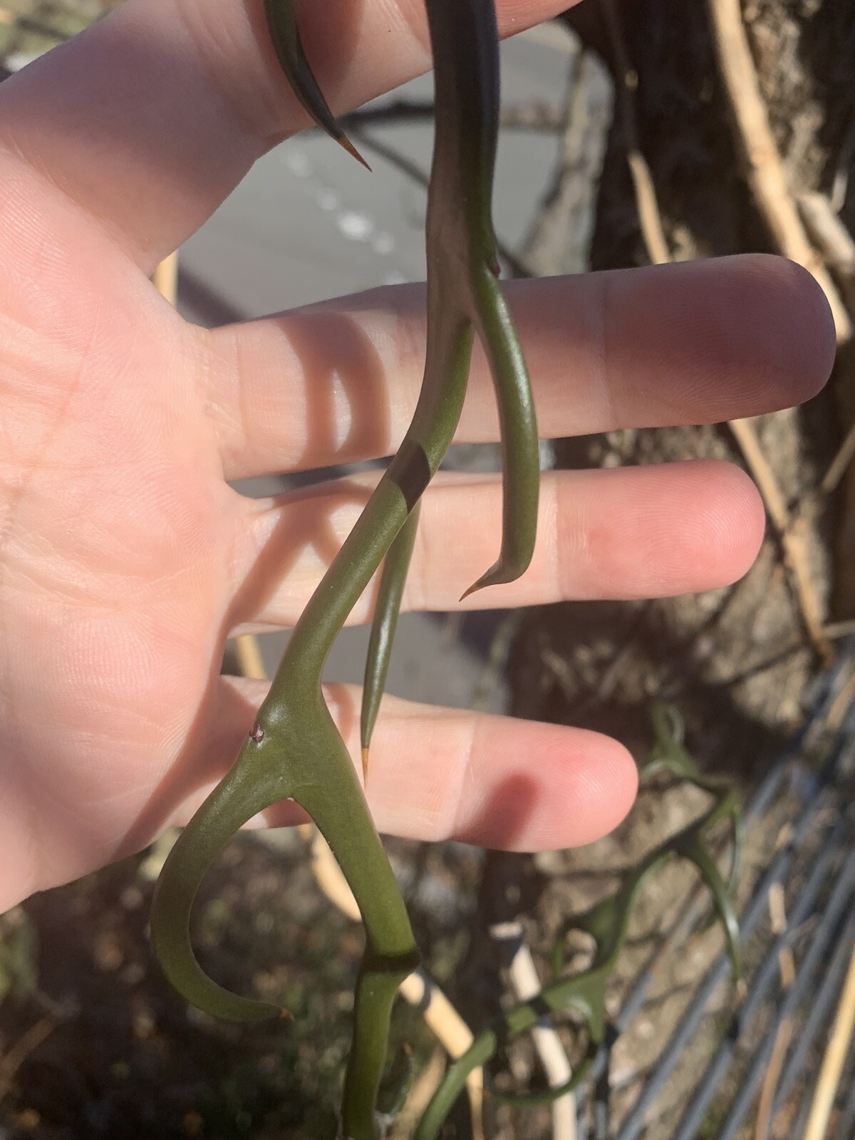 Trifoliate Orange (Poncirus trifoliata) “Flying Dragon” 2 years old plant