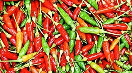 Birds Eye Chili Pepper 20+ Seeds (Very Hot) Filipino Siling Labuyo