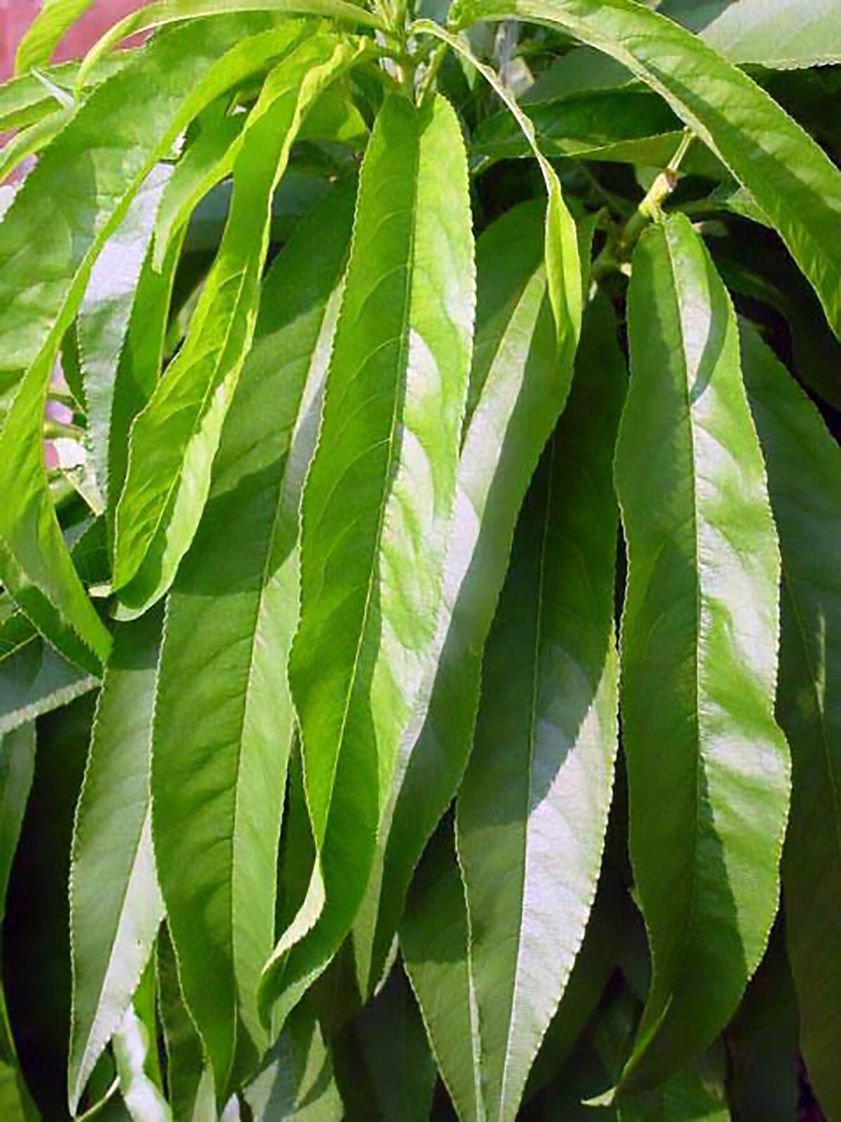 Nemaguard Peach, Prunus persica nemaguard, Seeds