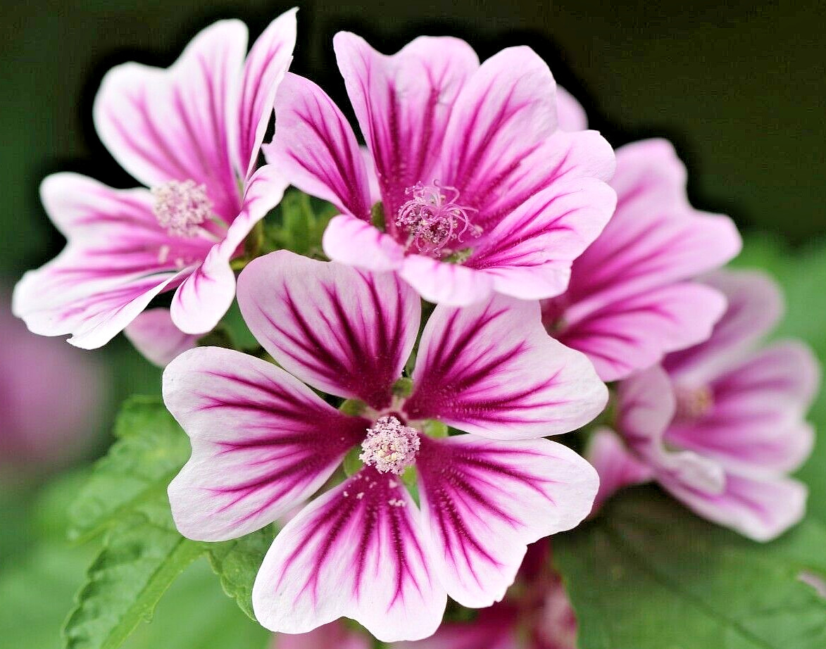 ZEBRA MALLOW 1000 SEEDS. ZEBRA STRIPED, HARDY, MALVA SYLVESTRIS, BULK